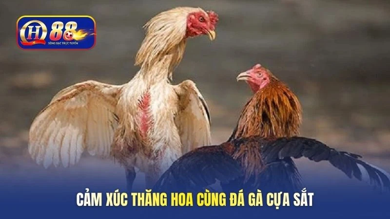 cam-xuc-thang-hoa-cung-da-ga-cua-sat
